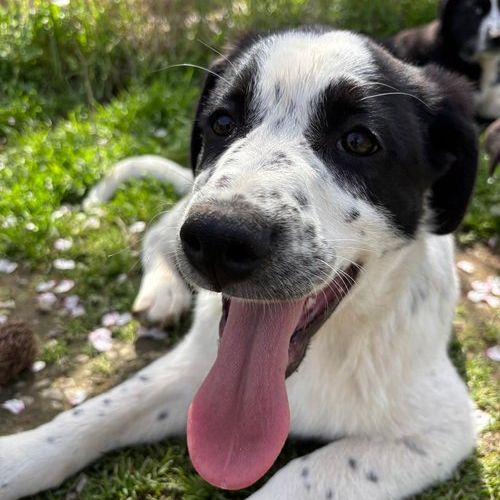 #BE2513025 - Apollo - Chien à adopter à Houthalen-Helchteren - AnimalW #BE2513025 - Apollo - Chien à adopter à Houthalen-Helchteren - AnimalW