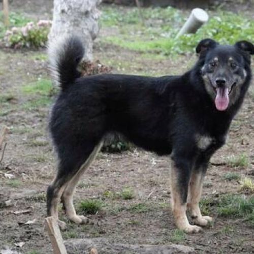 #BE2413026 - Gédéon - Chien à adopter à Arlon - AnimalWeb Belgique #BE2413026 - Gédéon - Chien à adopter à Arlon - AnimalWeb Belgique