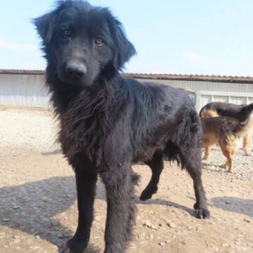#BE2413027 - Djinn - Chien à adopter à Arlon - AnimalWeb Belgique #BE2413027 - Djinn - Chien à adopter à Arlon - AnimalWeb Belgique