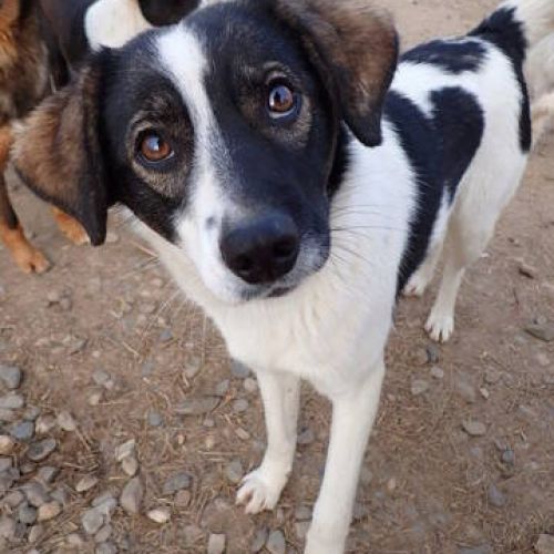 #BE2413028 - Farrah - Chien à adopter à Arlon - AnimalWeb Belgique #BE2413028 - Farrah - Chien à adopter à Arlon - AnimalWeb Belgique