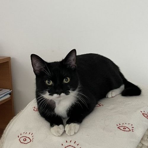 #BE2513031 - Zorro - Chat perdu à Woluwe-Saint-Pierre - AnimalWeb Belg