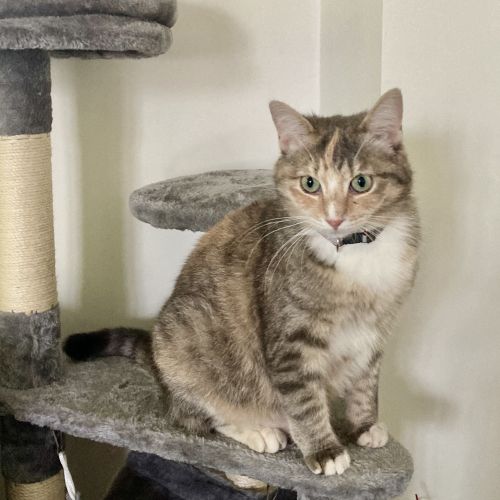 #BE2513035 - Feya - Chat perdu à Woluwe-Saint-Pierre - AnimalWeb Belgi