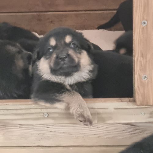 #BE2513037 - Chiots à vendre - AnimalWeb Belgique #BE2513037 - Chiots à vendre - AnimalWeb Belgique