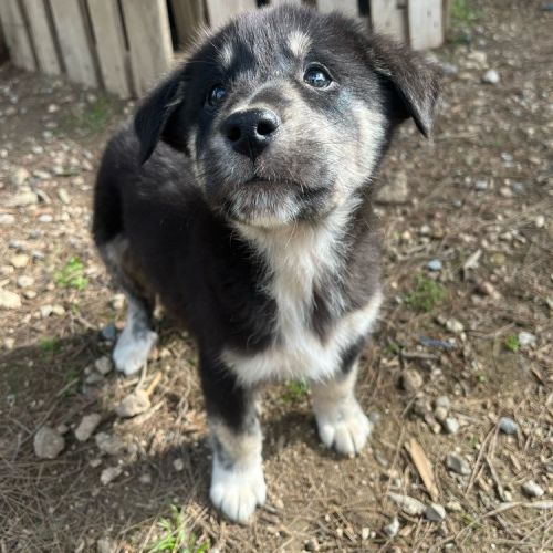 #BE2513061 - Nachos - Chien à adopter à Houthalen-Helchteren - AnimalW #BE2513061 - Nachos - Chien à adopter à Houthalen-Helchteren - AnimalW