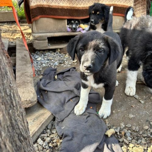 #BE2513062 - Raspberry - Chien à adopter à Houthalen-Helchteren - Anim #BE2513062 - Raspberry - Chien à adopter à Houthalen-Helchteren - Anim