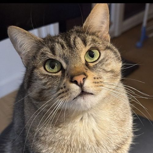 #BE2513063 - Marcel - Chat perdu à Sterrebeek - AnimalWeb Belgique