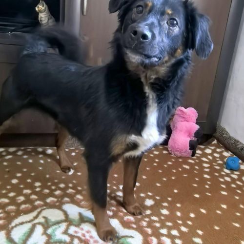 #BE2513064 - Buddy - Chien à adopter à Trooz - AnimalWeb Belgique #BE2513064 - Buddy - Chien à adopter à Trooz - AnimalWeb Belgique