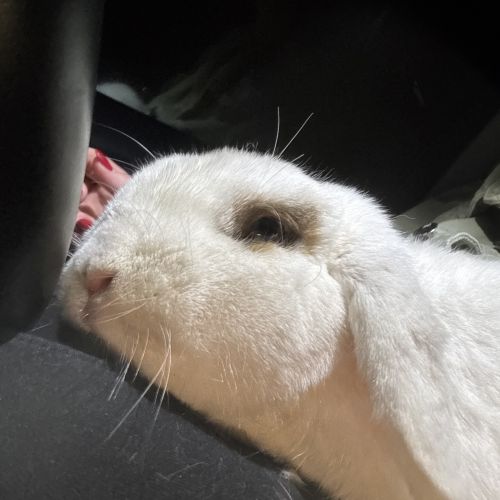 #BE2513065 - Lapin trouvé à Mouscron - AnimalWeb Belgique #BE2513065 - Lapin trouvé à Mouscron - AnimalWeb Belgique