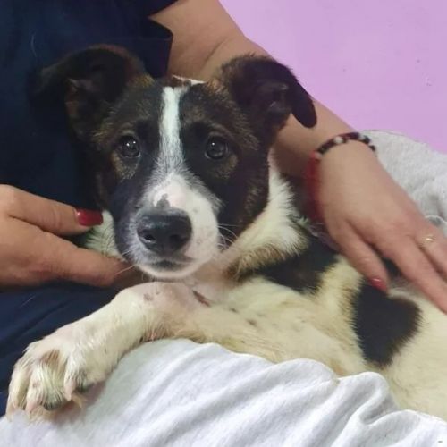 #BE2513066 - Odin- Chien à adopter à Neufchâteau - AnimalWeb Belgique #BE2513066 - Odin- Chien à adopter à Neufchâteau - AnimalWeb Belgique