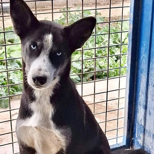 #BE2513070 - Speedy - Chien à adopter à Neufchâteau - AnimalWeb Belgiq #BE2513070 - Speedy - Chien à adopter à Neufchâteau - AnimalWeb Belgiq