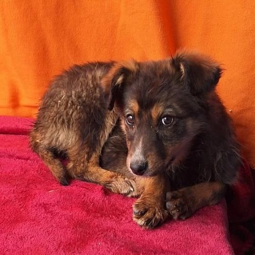 #BE2513071 - Plume - Chien à adopter à Neufchâteau - AnimalWeb Belgiqu #BE2513071 - Plume - Chien à adopter à Neufchâteau - AnimalWeb Belgiqu