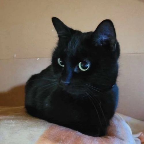 #BE2513072 - Bloom - Chat à adopter à Wevelgem - AnimalWeb Belgique #BE2513072 - Bloom - Chat à adopter à Wevelgem - AnimalWeb Belgique