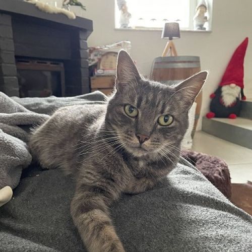 #BE2513077 - Merlot - Chat perdu à Cheratte - AnimalWeb Belgique