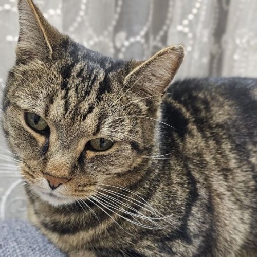 #BE2513080 - Mickey - Chat perdu à Chênée - AnimalWeb Belgique #BE2513080 - Mickey - Chat perdu à Chênée - AnimalWeb Belgique