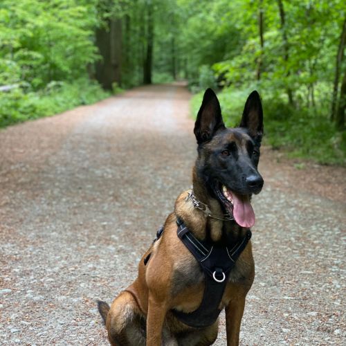 Jo, Berger Malinois câlin de 4 ans à adopter en Belgique Jo, Berger Malinois câlin de 4 ans à adopter en Belgique