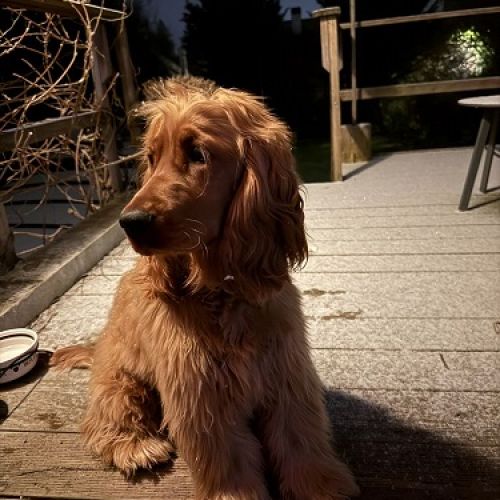 #BE2513094 - Chien perdu #BE2513094 - Chien perdu