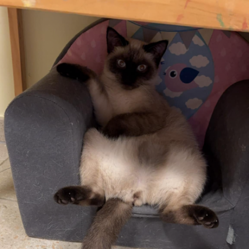 #BE2513097 - Maya - Chat perdu à Flobecq - AnimalWeb Belgique