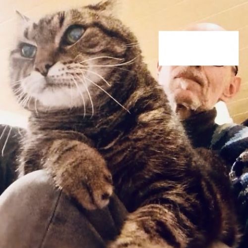 #BE2513098 - Ska, chat senior de 16 ans à adopter à Ixelles #BE2513098 - Ska, chat senior de 16 ans à adopter à Ixelles