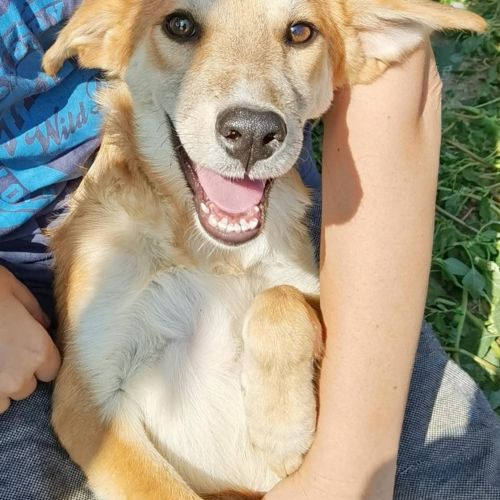 #BE2513099 - Adoptez Vulpi, chienne affectueuse de 1 an à Liège #BE2513099 - Adoptez Vulpi, chienne affectueuse de 1 an à Liège