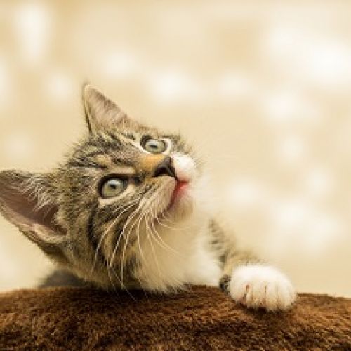 Love Animals Love Animals