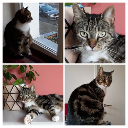 #BE2513103 - Tim - Chat perdu à Watermael-Boitsfort - AnimalWeb Belgiq