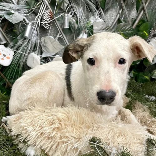 #BE2513108 - Fifi, chienne croisée de 10 mois à adopter – Joueuse et a #BE2513108 - Fifi, chienne croisée de 10 mois à adopter – Joueuse et a