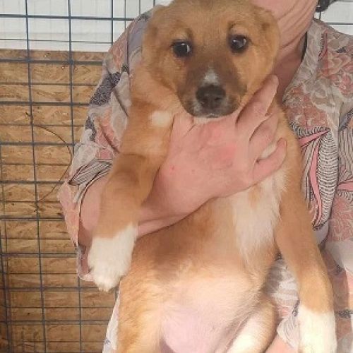 #BE2513109 - Havane, chienne croisée de 5 mois à adopter – Affectueuse #BE2513109 - Havane, chienne croisée de 5 mois à adopter – Affectueuse