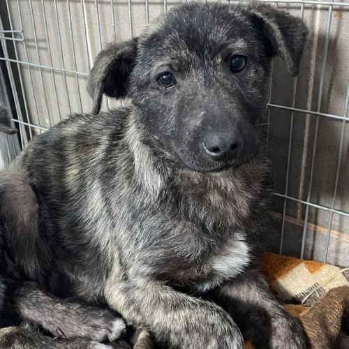 #BE2513110 - Adoptez Réglisse, chiot mâle de 7 mois, bringé et sociabl #BE2513110 - Adoptez Réglisse, chiot mâle de 7 mois, bringé et sociabl