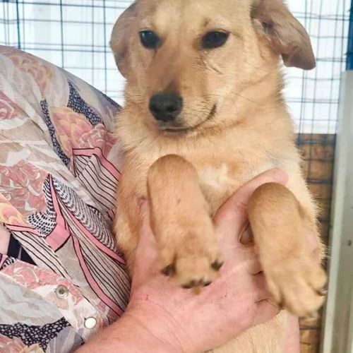 #BE2513111 - Luna, chiot croisé sociable de 7 mois à adopter - Neufchâ #BE2513111 - Luna, chiot croisé sociable de 7 mois à adopter - Neufchâ