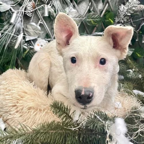 #BE2513113 - Loulou, chiot affectueux de 7 mois à adopter - Neufchâtea #BE2513113 - Loulou, chiot affectueux de 7 mois à adopter - Neufchâtea