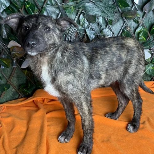 #BE2513114 - Pistache, chiot affectueuse de 7 mois à adopter - Roumani #BE2513114 - Pistache, chiot affectueuse de 7 mois à adopter - Roumani
