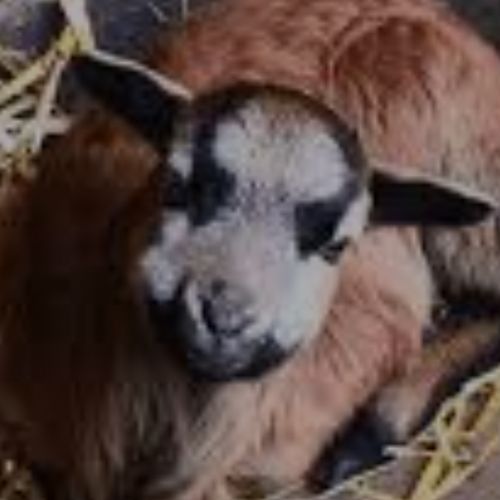 #BE2513115 - Mouton perdu à Rebecq - AnimalWeb Belgique #BE2513115 - Mouton perdu à Rebecq - AnimalWeb Belgique