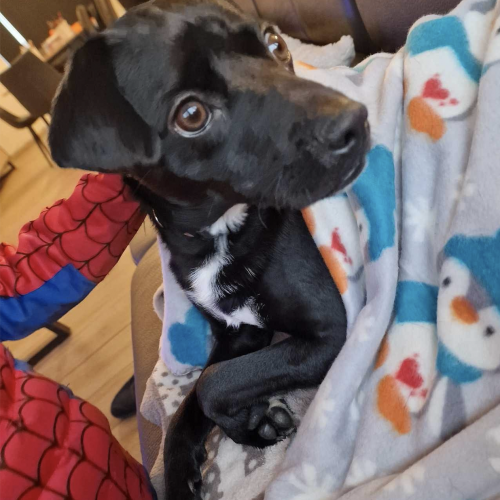 #BE2513117 - Oreo, chien à adopter en Belgique – La Patte d'Or du Cœur #BE2513117 - Oreo, chien à adopter en Belgique – La Patte d'Or du Cœur
