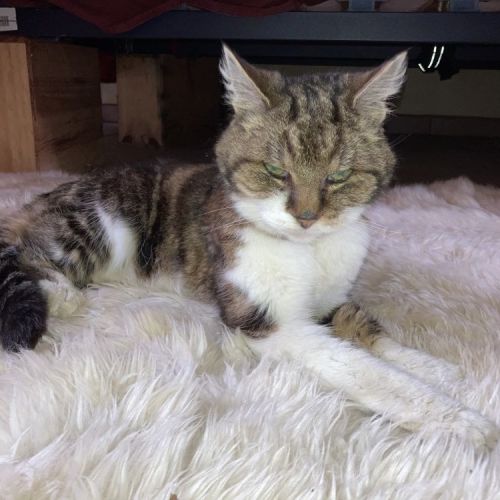 #BE2513119 - Chat trouvé - Rixensart - AnimalWeb Belgique