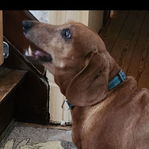 #BE2513120 - Chien trouvé - Gembloux - AnimalWeb Belgique