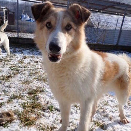 #BE2513123 - Thalya, chienne croisée à adopter en Belgique – Arlon #BE2513123 - Thalya, chienne croisée à adopter en Belgique – Arlon