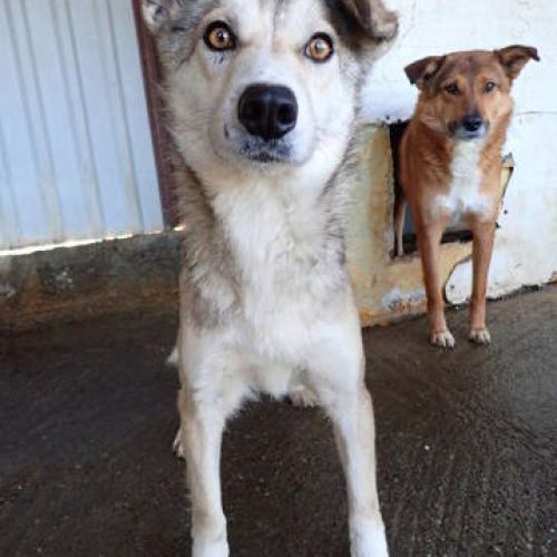 #BE2513124 - Naïa, chienne croisée à adopter en Belgique – Arlon #BE2513124 - Naïa, chienne croisée à adopter en Belgique – Arlon