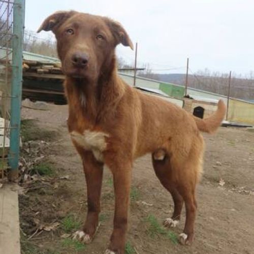 #BE2513126 - Solaar, jeune chien croisé à adopter en Belgique – Arlon #BE2513126 - Solaar, jeune chien croisé à adopter en Belgique – Arlon