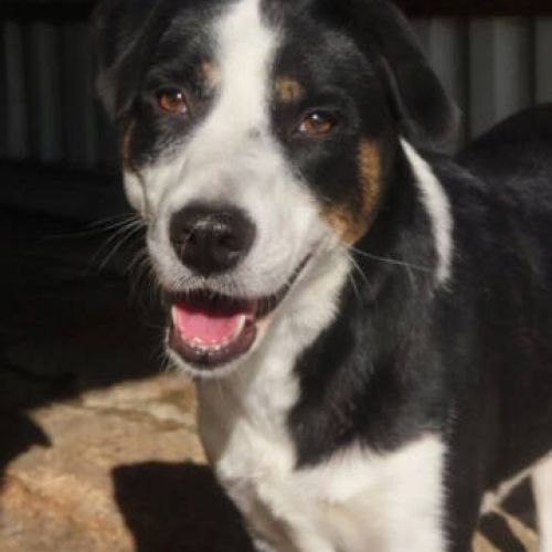 #BE2513127 - Taïga, chienne croisée à adopter en Belgique – Arlon #BE2513127 - Taïga, chienne croisée à adopter en Belgique – Arlon
