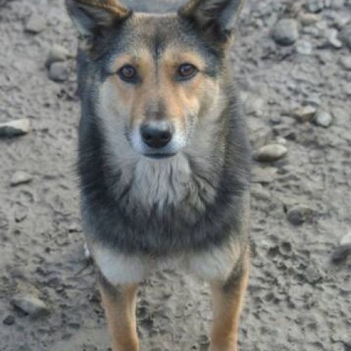 #BE2513129 - Barcelone, chienne croisée à adopter en Belgique – Arlon #BE2513129 - Barcelone, chienne croisée à adopter en Belgique – Arlon
