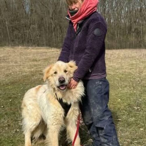 #BE2513130 - Naples, grand chien croisé à adopter en Belgique – Arlon #BE2513130 - Naples, grand chien croisé à adopter en Belgique – Arlon