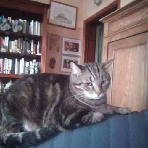 #BE2513131 - Bandini - Chat perdu à Zaventem - AnimalWeb Belgique #BE2513131 - Bandini - Chat perdu à Zaventem - AnimalWeb Belgique
