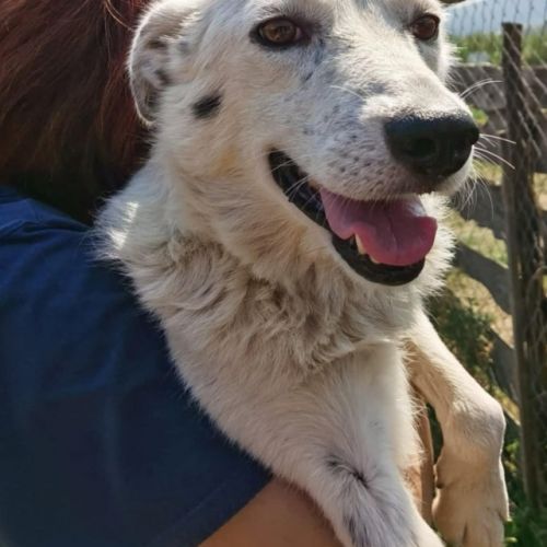 #BE2513134 - Adoptez Alma, chienne croisée douce à Trooz – AnimalWeb #BE2513134 - Adoptez Alma, chienne croisée douce à Trooz – AnimalWeb