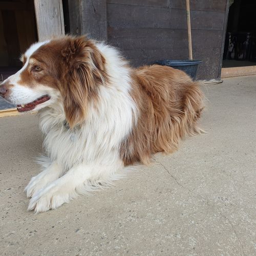 #BE2513135 - Dooly, Berger Australien à adopter en Belgique – Waimes #BE2513135 - Dooly, Berger Australien à adopter en Belgique – Waimes