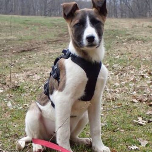 #BE2513137 - Adoptez Jack, jeune chien sociable à Arlon – AnimalWeb #BE2513137 - Adoptez Jack, jeune chien sociable à Arlon – AnimalWeb