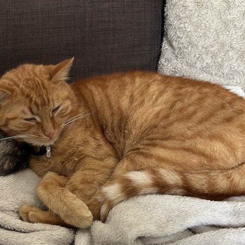 #BE2513138 - Frits - Chat perdu à Londerzeel - AnimalWeb Belgique #BE2513138 - Frits - Chat perdu à Londerzeel - AnimalWeb Belgique