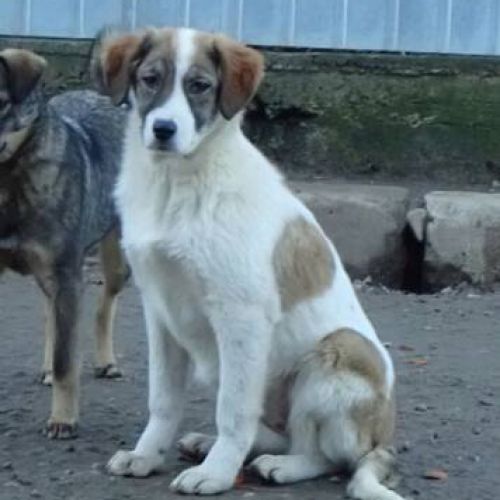 #BE2513139 - Saruta, jeune chienne croisée à adopter – AnimalWeb Belgi #BE2513139 - Saruta, jeune chienne croisée à adopter – AnimalWeb Belgi