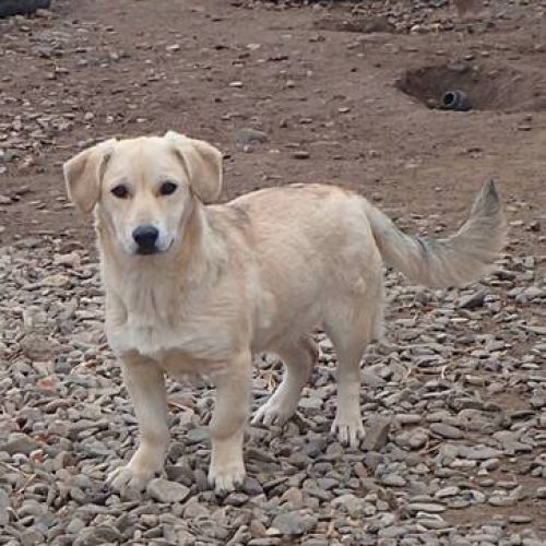 #BE2513140 - Myriade, jeune chienne croisée à adopter – AnimalWeb Belg #BE2513140 - Myriade, jeune chienne croisée à adopter – AnimalWeb Belg