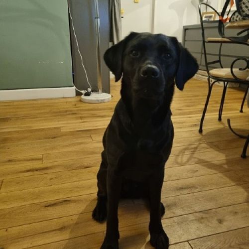 #BE2513141 - Zia, Labrador noire sociable à adopter – AnimalWeb Belgiq #BE2513141 - Zia, Labrador noire sociable à adopter – AnimalWeb Belgiq