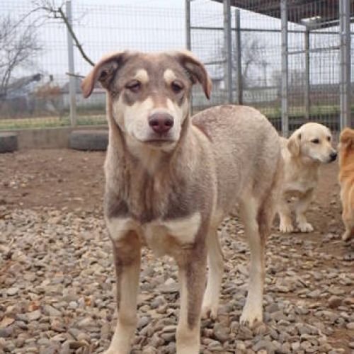 #BE2513142 - Meadows, chien croisé à adopter – AnimalWeb Belgique #BE2513142 - Meadows, chien croisé à adopter – AnimalWeb Belgique